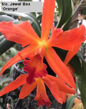 Cattleya 5